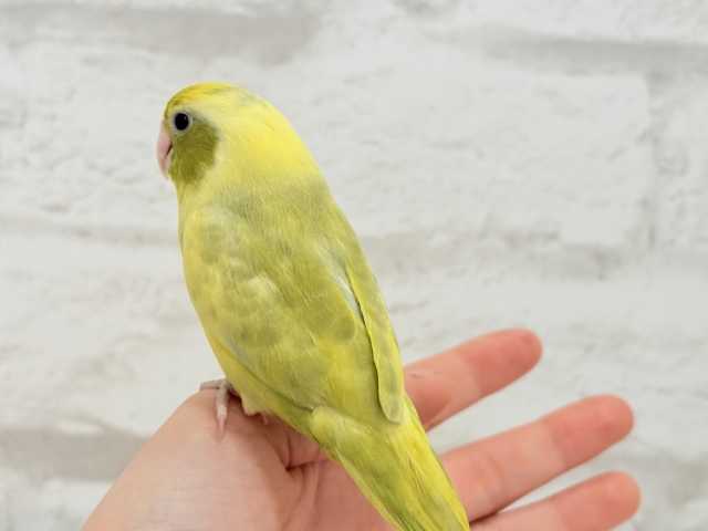 マメルリハ
