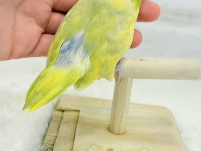 【最新画像・動画更新🪄ひとり餌になりました☆】不思議カラー🐣🫛🪅わくわく上昇中~♩♩マメルリハ(パイド系) ヒナ マメルリハ