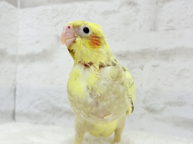 【最新画像・動画更新🪄】背中の模様が宝石みたい💎.*オカメインコ(シナモンパールパイド) ヒナ オカメインコ