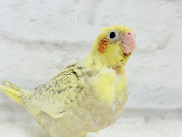 オカメインコ