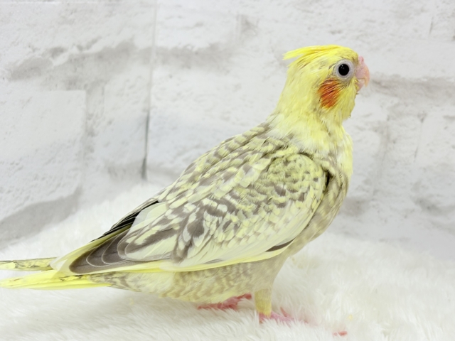 オカメインコ