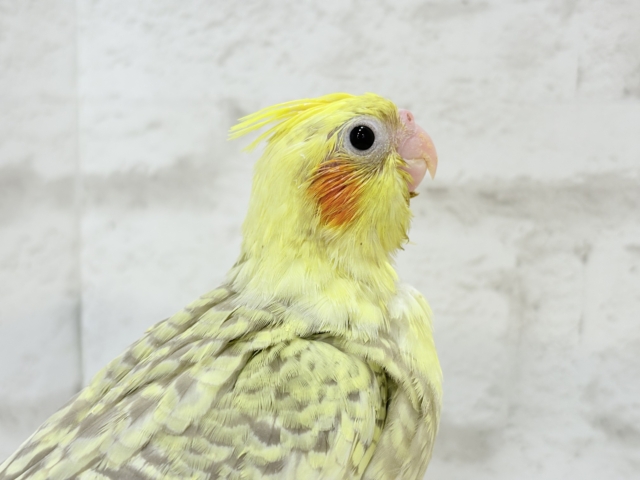 【最新画像・動画更新🪄】背中の模様が宝石みたい💎.*オカメインコ(シナモンパールパイド) ヒナ オカメインコ