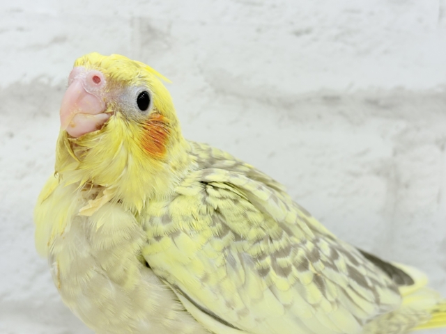 【最新画像・動画更新🪄】背中の模様が宝石みたい💎.*オカメインコ(シナモンパールパイド) ヒナ オカメインコ