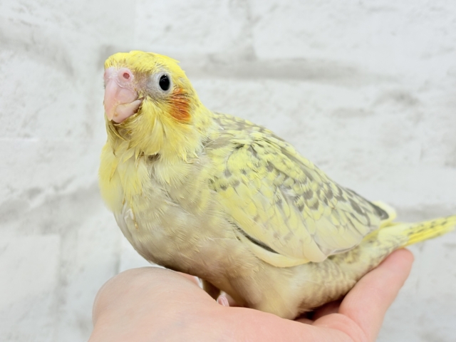 【最新画像・動画更新🪄】背中の模様が宝石みたい💎.*オカメインコ(シナモンパールパイド) ヒナ オカメインコ