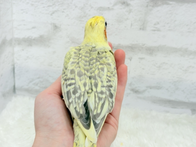 【最新画像・動画更新🪄】背中の模様が宝石みたい💎.*オカメインコ(シナモンパールパイド) ヒナ オカメインコ