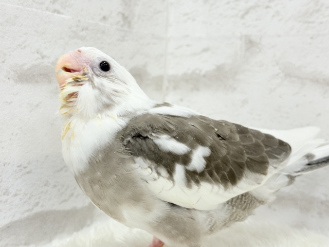 【最新画像更新🪄】オセロカラーの元気っ子怪獣🐣🖤🤍オカメインコ(WFパイド) ヒナ オカメインコ
