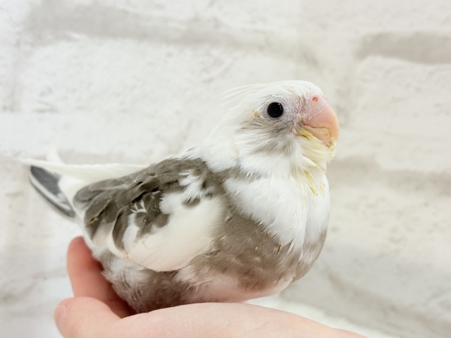 【最新画像更新🪄】オセロカラーの元気っ子怪獣🐣🖤🤍オカメインコ(WFパイド) ヒナ オカメインコ