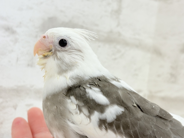 【最新画像更新🪄】オセロカラーの元気っ子怪獣🐣🖤🤍オカメインコ(WFパイド) ヒナ オカメインコ
