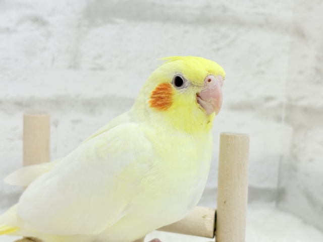 【最新画像更新🪄】優しいお顔のタレ目ちゃん♡オカメインコ(ルチノー) ヒナ オカメインコ
