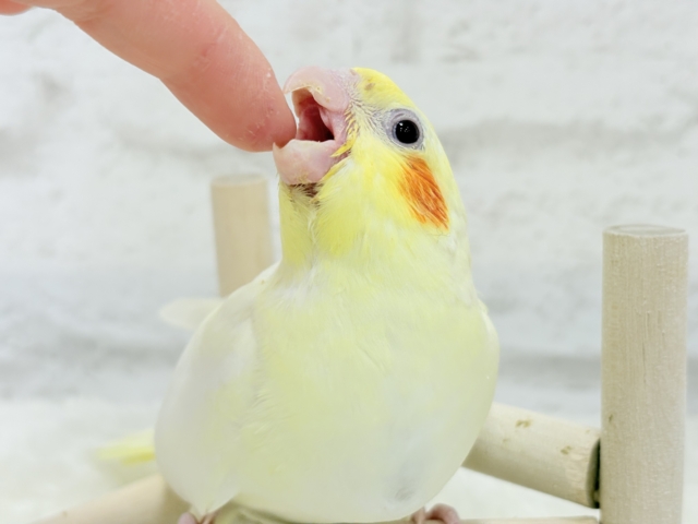 【最新画像更新🪄】優しいお顔のタレ目ちゃん♡オカメインコ(ルチノー) ヒナ オカメインコ