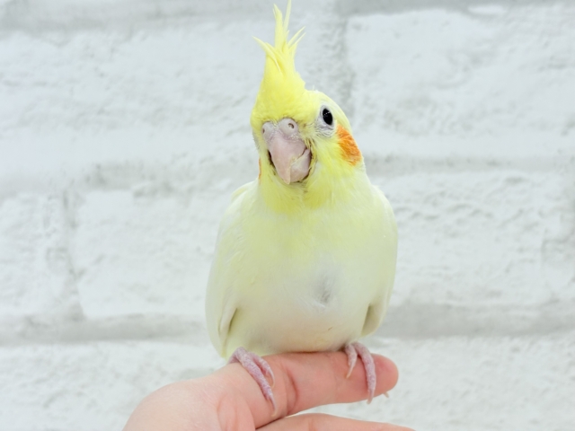 【最新画像更新🪄】優しいお顔のタレ目ちゃん♡オカメインコ(ルチノー) ヒナ オカメインコ