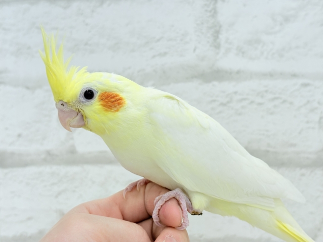 【最新画像更新🪄】優しいお顔のタレ目ちゃん♡オカメインコ(ルチノー) ヒナ オカメインコ