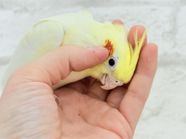 オカメインコ
