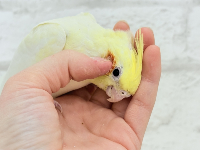 【最新画像更新🪄】優しいお顔のタレ目ちゃん♡オカメインコ(ルチノー) ヒナ オカメインコ
