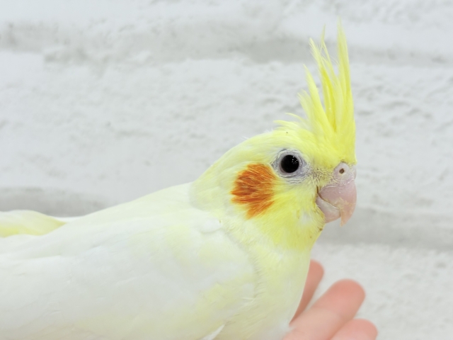 【最新画像更新🪄】優しいお顔のタレ目ちゃん♡オカメインコ(ルチノー) ヒナ オカメインコ