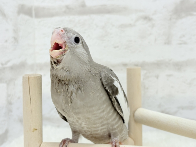 【最新画像・動画更新🪄ひとり餌になりました☆】今は可愛い恐竜さん🐣おとなになったらかっこいい恐竜さん🐥オカメインコ(ホワイトフェイス) ヒナ オカメインコ