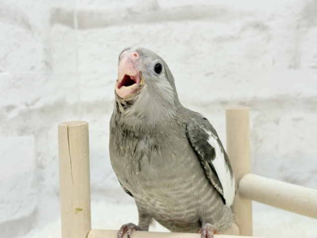 【最新画像・動画更新🪄ひとり餌になりました☆】今は可愛い恐竜さん🐣おとなになったらかっこいい恐竜さん🐥オカメインコ(ホワイトフェイス) ヒナ オカメインコ