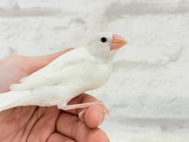 【最新画像・動画更新🪄ひとり餌・カゴデビューしました☆】裸ん坊天使🐣🤍白文鳥 ヒナ 白文鳥