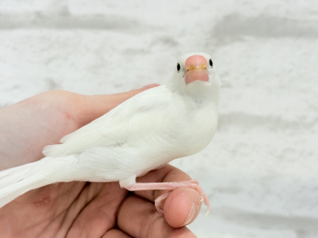 【最新画像・動画更新🪄ひとり餌・カゴデビューしました☆】裸ん坊天使🐣🤍白文鳥 ヒナ 白文鳥