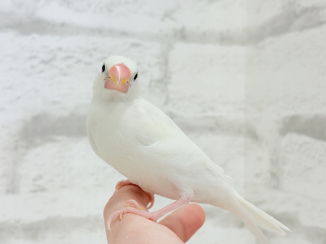 【最新画像・動画更新🪄ひとり餌・カゴデビューしました☆】裸ん坊天使🐣🤍白文鳥 ヒナ 白文鳥