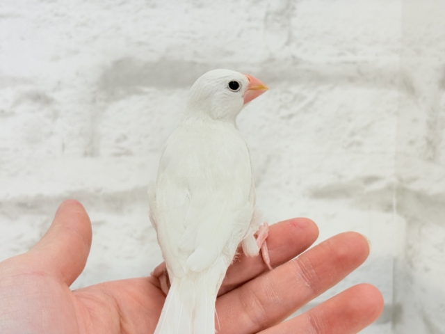 【最新画像・動画更新🪄ひとり餌・カゴデビューしました☆】裸ん坊天使🐣🤍白文鳥 ヒナ 白文鳥