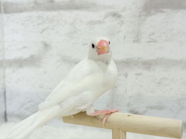 【最新画像・動画更新🪄ひとり餌・カゴデビューしました☆】裸ん坊天使🐣🤍白文鳥 ヒナ 白文鳥