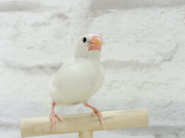 白文鳥