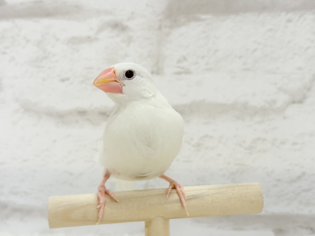白文鳥