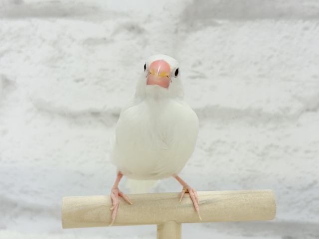 白文鳥