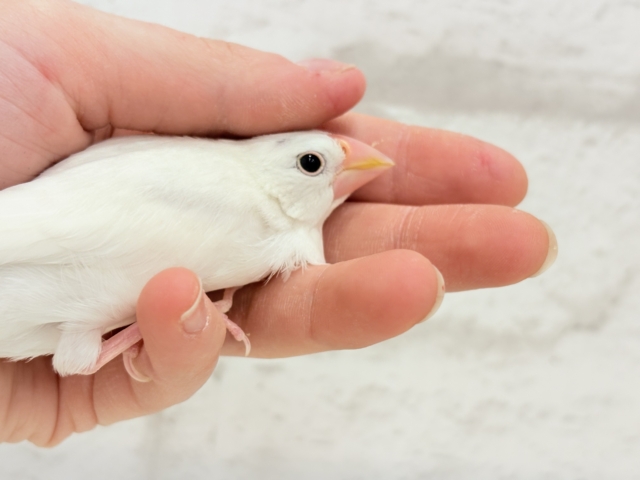 白文鳥