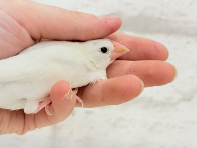 【最新画像・動画更新🪄ひとり餌・カゴデビューしました☆】裸ん坊天使🐣🤍白文鳥 ヒナ 白文鳥