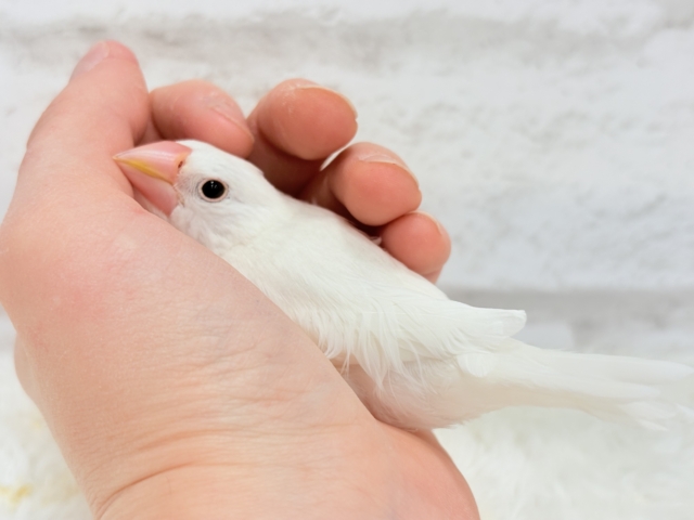 【最新画像・動画更新🪄ひとり餌・カゴデビューしました☆】裸ん坊天使🐣🤍白文鳥 ヒナ 白文鳥