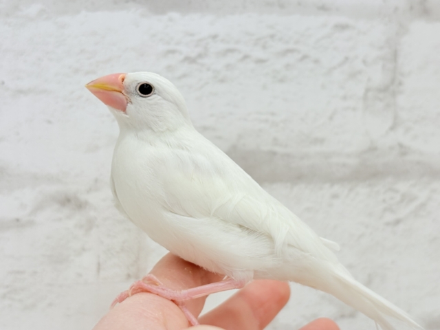 白文鳥