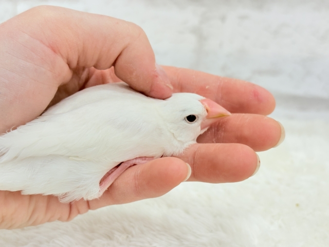 白文鳥