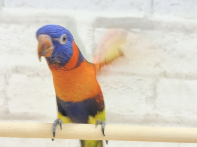【最新画像更新🪄ひとり餌・カゴデビューしました☆】ハッピー!ラッキー!!キラキラバード🦜🪅ゴシキセイガイインコ ヒナ ゴシキセイガイインコ