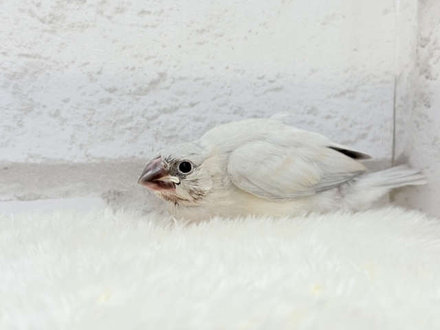【最新画像更新🪄】色合いの変化が楽しみすぎる♬*°シルバー文鳥 ヒナ シルバー文鳥