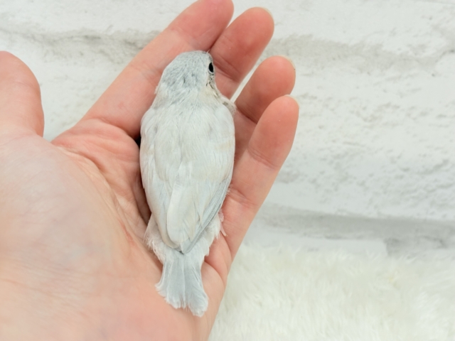 【最新画像更新🪄】色合いの変化が楽しみすぎる♬*°シルバー文鳥 ヒナ シルバー文鳥