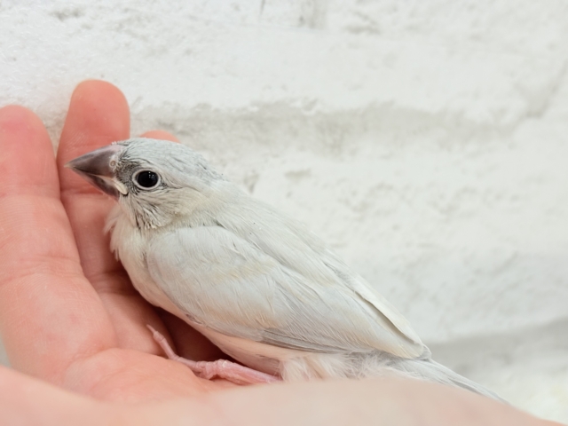 シルバー文鳥