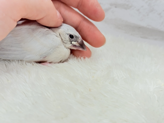 シルバー文鳥