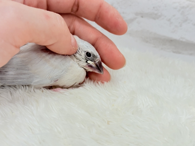 シルバー文鳥
