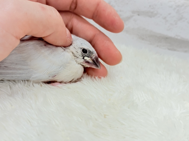 シルバー文鳥