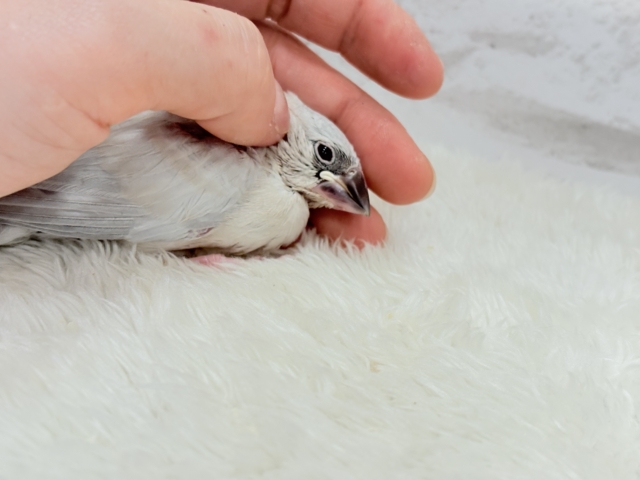 シルバー文鳥