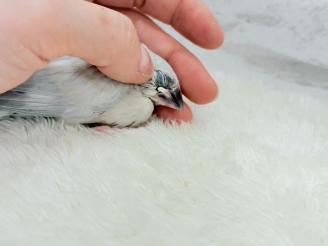【最新画像更新🪄】色合いの変化が楽しみすぎる♬*°シルバー文鳥 ヒナ シルバー文鳥
