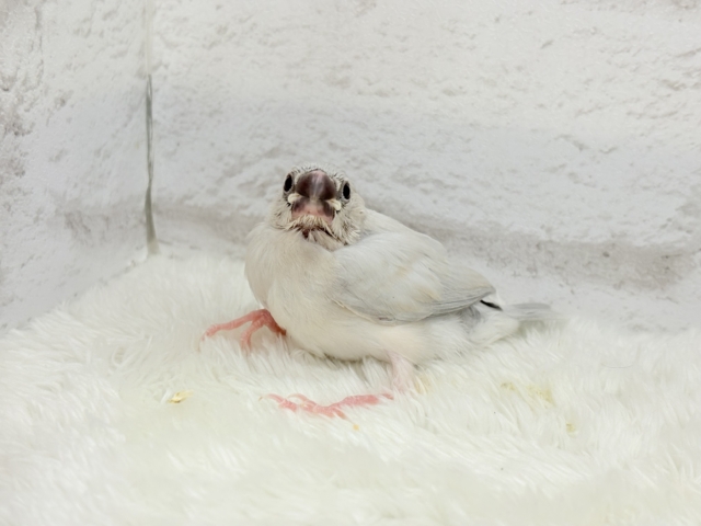 シルバー文鳥