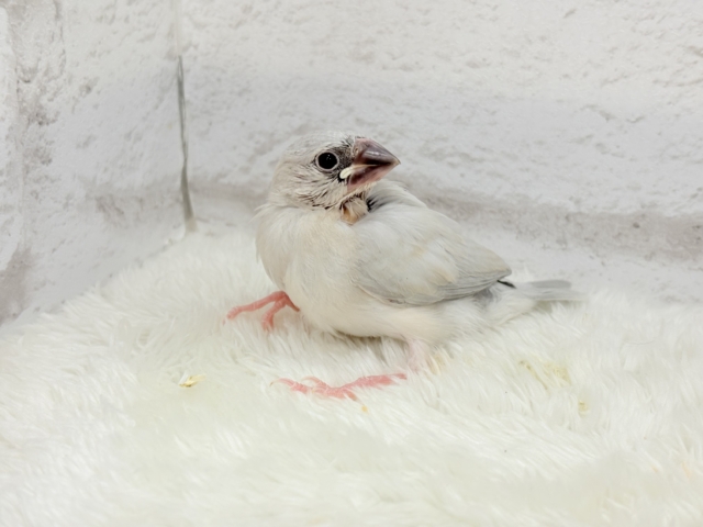 【最新画像更新🪄】色合いの変化が楽しみすぎる♬*°シルバー文鳥 ヒナ シルバー文鳥