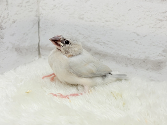 【最新画像更新🪄】色合いの変化が楽しみすぎる♬*°シルバー文鳥 ヒナ シルバー文鳥