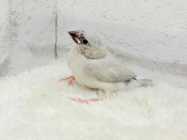 シルバー文鳥