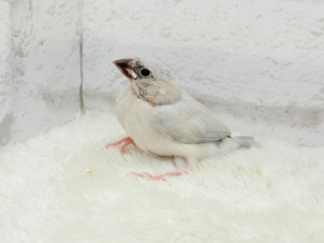 シルバー文鳥