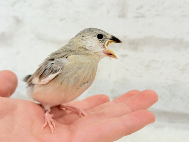 桜文鳥