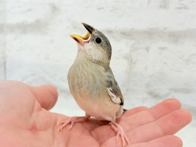 桜文鳥